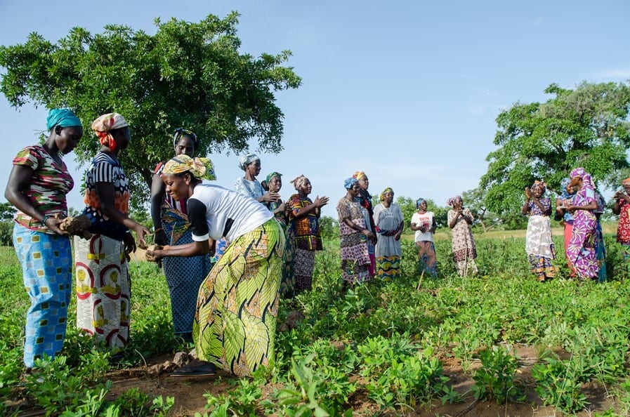 Sèkoura Diarra working with the women in her village to remove stones. They are all dressed in brighty coloured clothes and look happy.